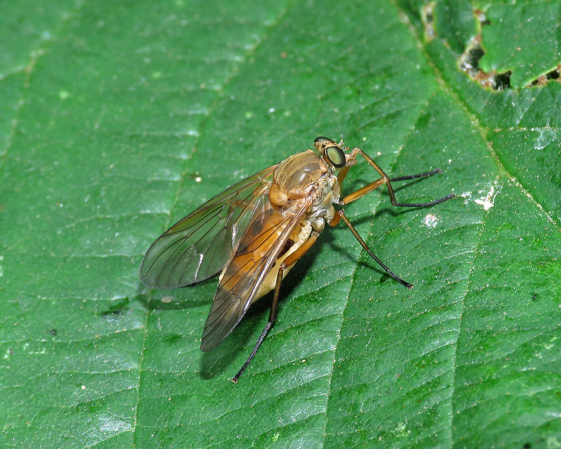 Marsh Snipefly - Rhagio tringarius