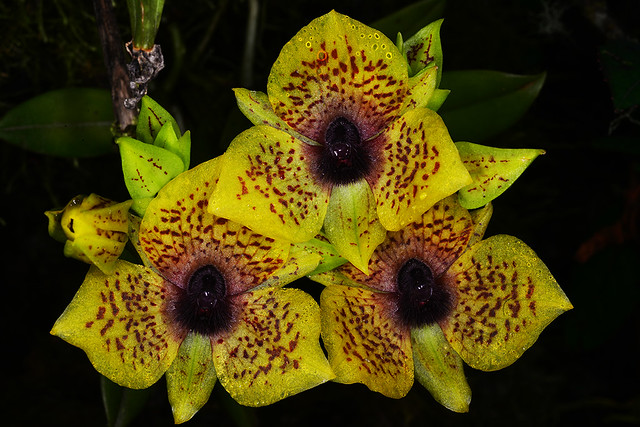 Telipogon yolandae- Orquídea PNN Chingaza