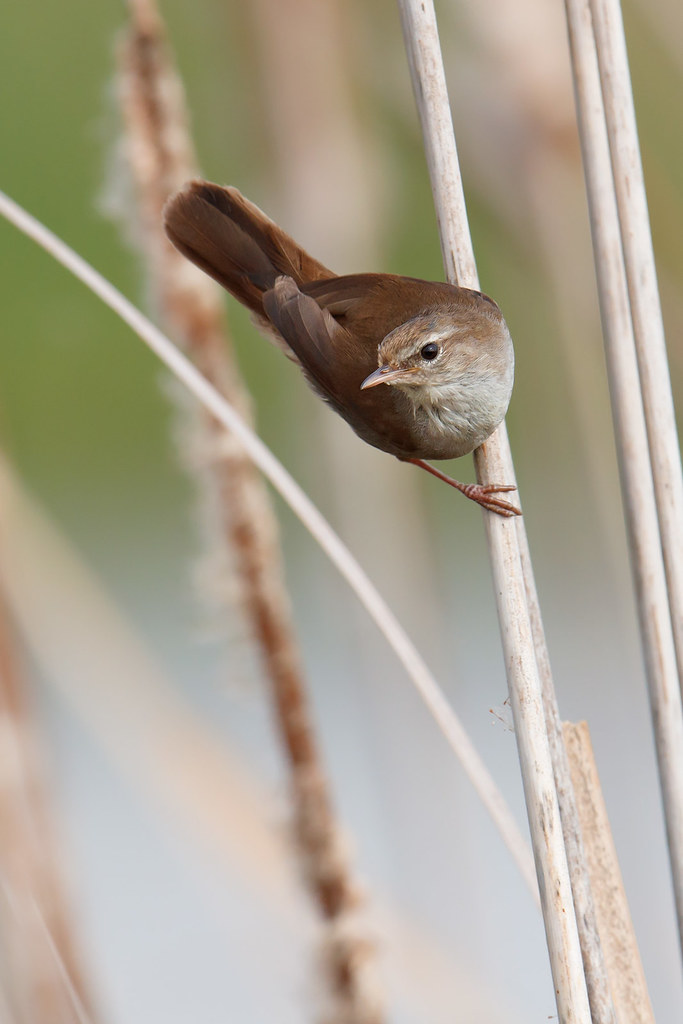 Cettia cetti | Cetti's Warbler | sumpcettia