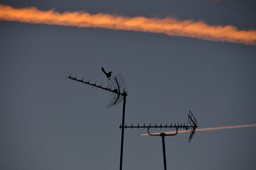 bird oiseau antenna antenne radio television tv twilight hertzian lookingup sky palaiseau