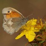 Kleines Wiesenvögelchen (Small Heath, Coenonympha pamphilus)