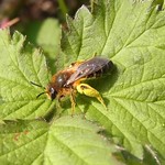 Wildbiene im NSG Am Ginsterpfad