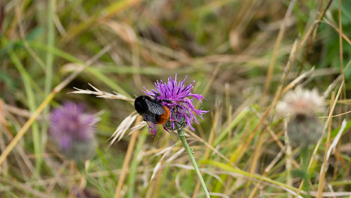 Red-tailed bumblebee on greater knapweed
