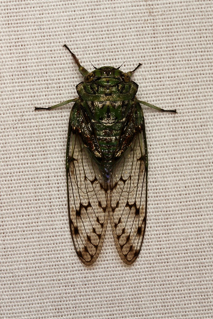 Hemiptera, Cicadidae sp. ♂ (Giant Forest Cicada) - Kibale, Uganda.