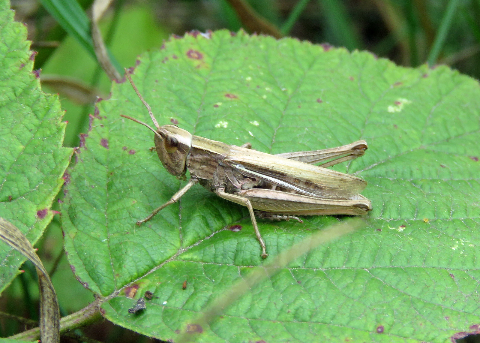 Lesser Marsh Grasshopper - Chorthippus albomarginatus
