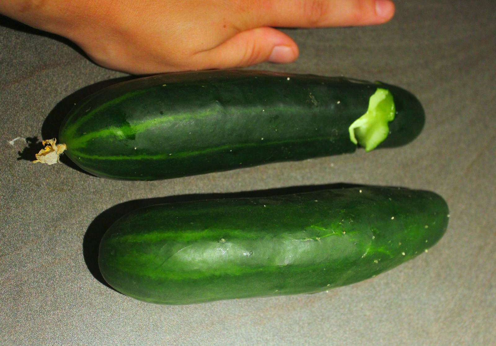 Hydroponic cucumber