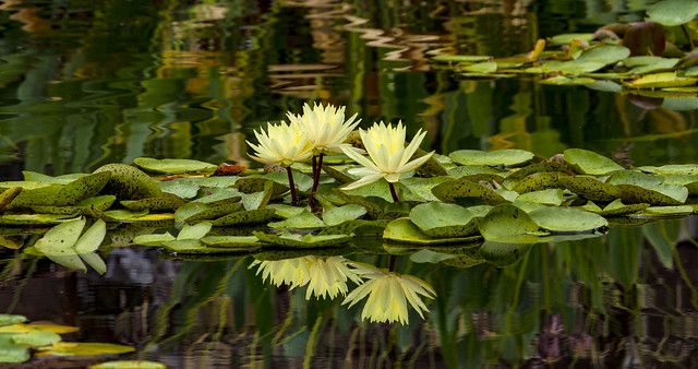 Yellow Water Lilies and Reflections IMG_0078