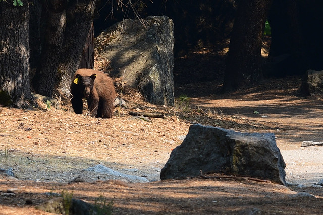Bear #97, Natural in Yosemite