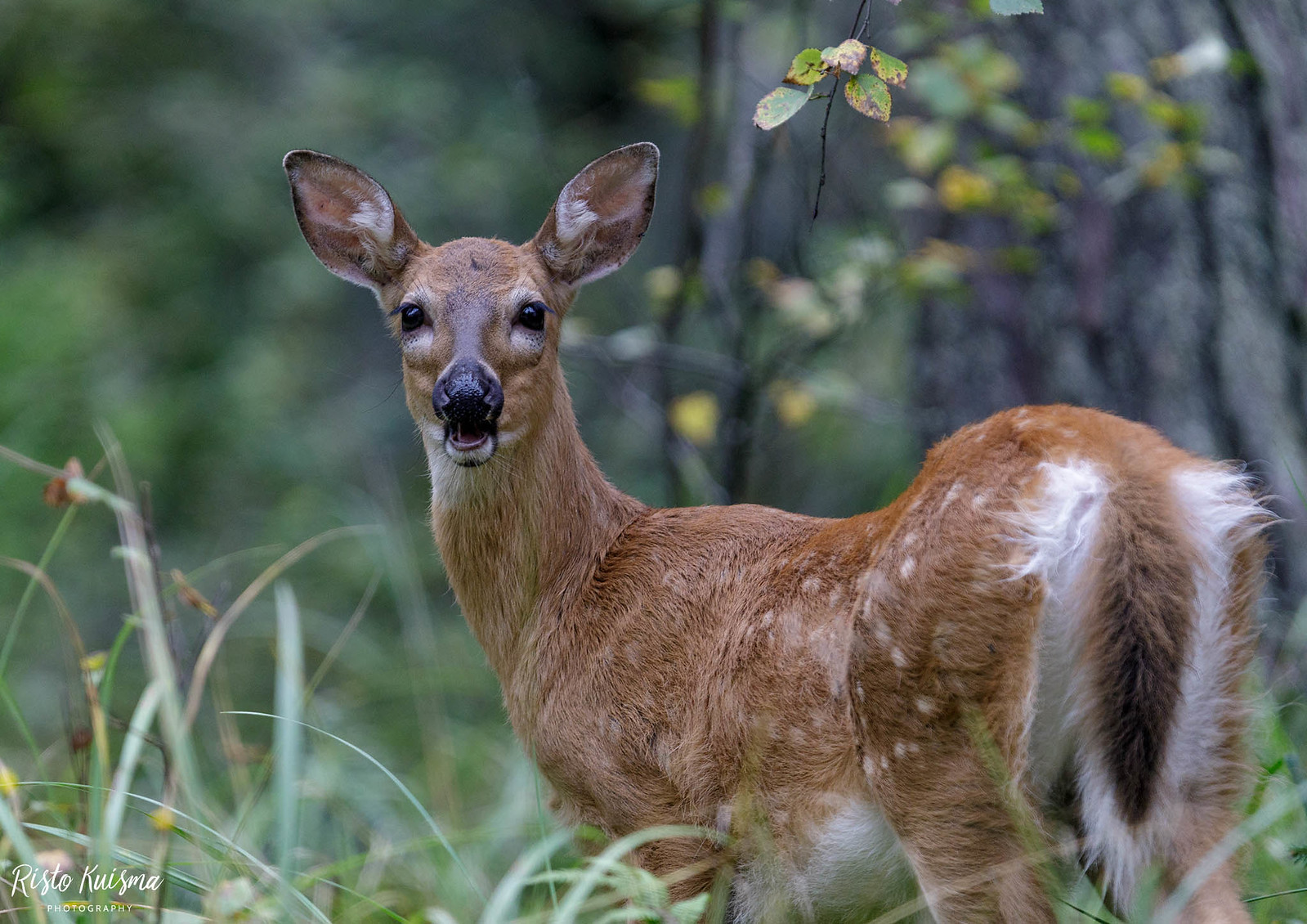 Animals | Flickr