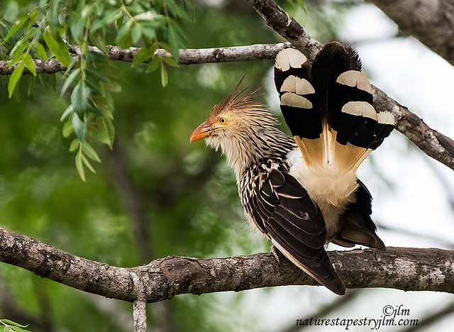 Guira Cuckoo Showing Off All His Beauty !!!!!!!