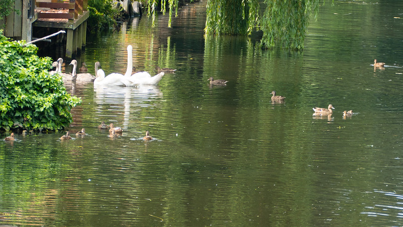 Feeding time, Newbridge