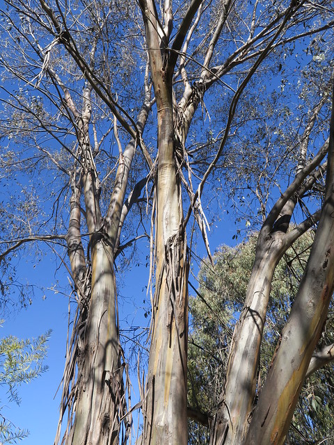 Eucalyptus stellulata branch NT3