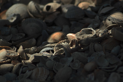 Shell'n'Shadow | by darkwing_darth