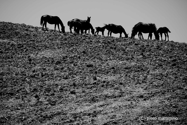 Sicily _ Horses in a wild land