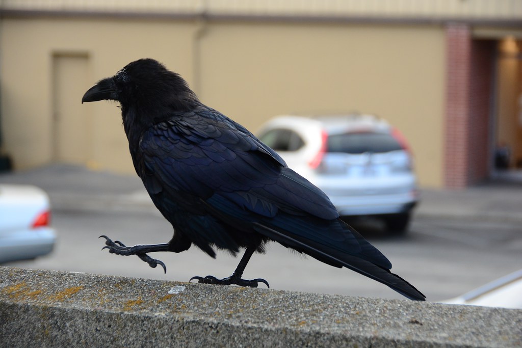 strutting for the camera, raven-style