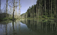 Shueiyang Forest | cypress forest | ALT:1810m | 水漾森林
