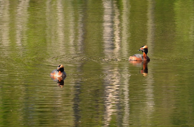 20180524-022F | Ohrentaucher (Podiceps auritus) am Ullångersfjärden. Höga Kusten, Ångermanland / Schweden, 24.05.2018