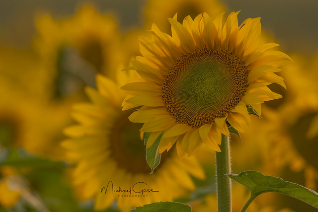 Golden Hour Sunflowers