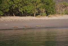 Komodo Dragons, Horseshoe Bay