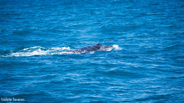 Humpback whale - Baleia Jubarte