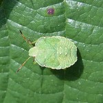Grüne Stinkwanze (Green Shieldbug, Palomena prasina), Nymphe