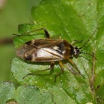 Frühe Eichen-Weichwanze (Oak Catkin Bug, Harpocera thoracica)