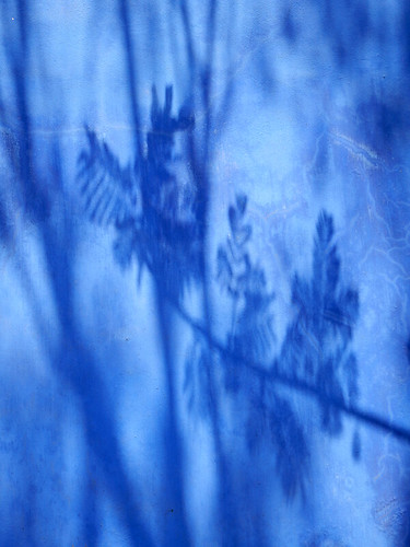 Shadows of a tree on the wall of the artist Frida Kahlo's 'Casa Azul', the cobalt blue house in Coyoacán, Mexico