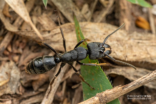 Ant (Paltothyreus cf. tarsatus) - DSC_3017
