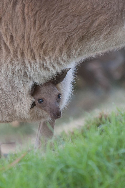 Baby Kangaroo Joey.