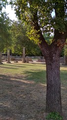 Trees in the shrine of ancient Olympia - Τα δένδρα του ιερού της αρχαίας Ολυμπίας #73
