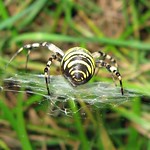 Wespenspinne (Wasp Spider, Argiope bruennichi), Weibchen