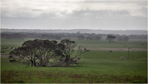australia wintertime canoneos5dmarkiv ef2470f28liiusm green leaves trees hall road best blue sky kangarooisland