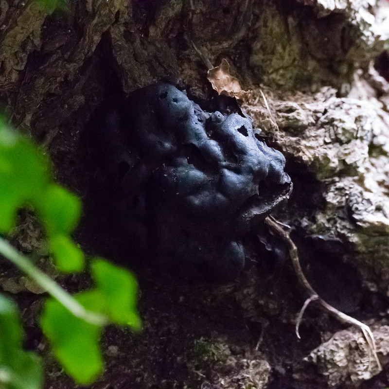 Knobbly coal fungus on tree stump
