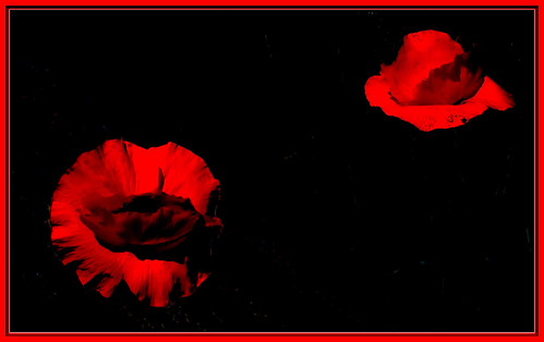 Wild Red Poppies | by robinb44