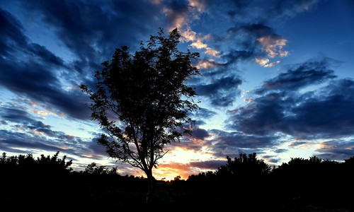 rowan tree sunset sunrise sky cloud scotland canon canon6d landscape
