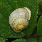 Garten-Bänderschnecke (White-lipped Snail, Cepaea hortensis)