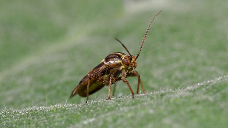 Bug on a bean leaf