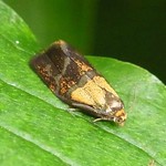 Schein-Prachtwickler (Leches Twist Moth, Ptycholoma lecheana)