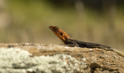 namibia etosha africa wildlife lizard