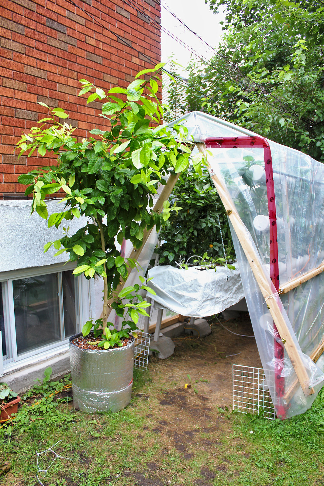 Outdoor aeroponics and lemon tree