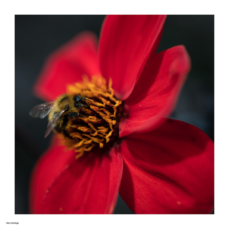 Heligan Garden Bee