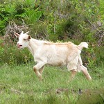 Ziegen und andere Tiere halten im Geisterbusch in der Wahner Heide die Vegetation kurz