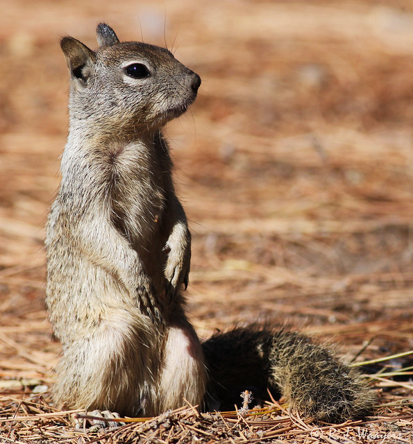 California Ground Squirrel, Otospermophilus beecheyi