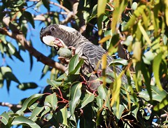 Baudin's Black Cockatoo (female)