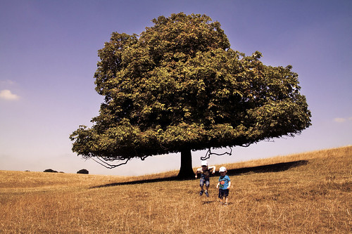 dyrhampark nationaltrust estate gloucestershire canon eos50d tamron 1750mm gradientmap toning photoshop children boys kids fun jumping tree chestnuttree uk sunny bluesky meadow grass hot summer summertime landscape