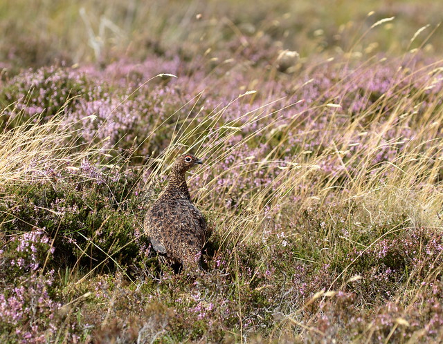 Red Grouse