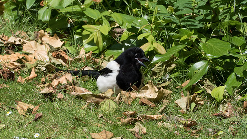 Sunbathing magpie, West Park