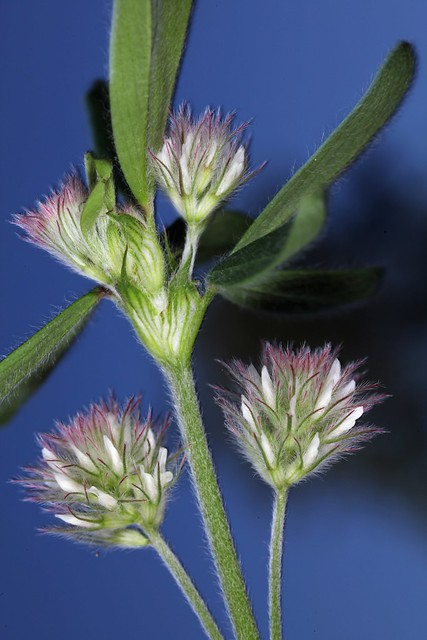 Trifolium arvense, le trèfle des champs.