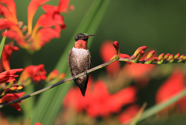 ***Ruby-throated hummingbird male / Colibri à gorge rubis male