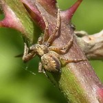 Goldgelber Flachstrecker (Wandering Crab Spider, Philodromus cf. aureolus)